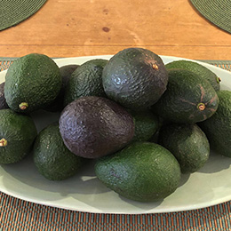 Avocatier 'Fuerte'